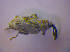  (Poophagus - BFB_Col_FK_4429)  @12 [ ] CreativeCommons - Attribution Non-Commercial Share-Alike (2012) Zoologische Staatssammlung Muenchen SNSB, Zoologische Staatssammlung Muenchen
