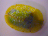  ( - BFB_Col_FK_4438)  @13 [ ] CreativeCommons - Attribution Non-Commercial Share-Alike (2012) Zoologische Staatssammlung Muenchen SNSB, Zoologische Staatssammlung Muenchen
