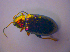  ( - BFB_Col_FK_4447)  @11 [ ] CreativeCommons - Attribution Non-Commercial Share-Alike (2012) Zoologische Staatssammlung Muenchen SNSB, Zoologische Staatssammlung Muenchen