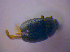  ( - BFB_Col_FK_4448)  @11 [ ] CreativeCommons - Attribution Non-Commercial Share-Alike (2012) Zoologische Staatssammlung Muenchen SNSB, Zoologische Staatssammlung Muenchen