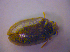  ( - BFB_Col_FK_4449)  @11 [ ] CreativeCommons - Attribution Non-Commercial Share-Alike (2012) Zoologische Staatssammlung Muenchen SNSB, Zoologische Staatssammlung Muenchen