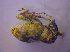  ( - BFB_Col_FK_4656)  @12 [ ] CreativeCommons - Attribution Non-Commercial Share-Alike (2012) Zoologische Staatssammlung Muenchen SNSB, Zoologische Staatssammlung Muenchen