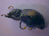  ( - BFB_Col_FK_4663)  @11 [ ] CreativeCommons - Attribution Non-Commercial Share-Alike (2012) Zoologische Staatssammlung Muenchen SNSB, Zoologische Staatssammlung Muenchen