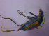  ( - BFB_Col_FK_4673)  @12 [ ] CreativeCommons - Attribution Non-Commercial Share-Alike (2012) Zoologische Staatssammlung Muenchen SNSB, Zoologische Staatssammlung Muenchen