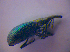  (Perapion violaceum - BFB_Col_FK_4677)  @13 [ ] CreativeCommons - Attribution Non-Commercial Share-Alike (2012) Zoologische Staatssammlung Muenchen SNSB, Zoologische Staatssammlung Muenchen