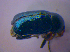  ( - BFB_Col_FK_4680)  @12 [ ] CreativeCommons - Attribution Non-Commercial Share-Alike (2012) Zoologische Staatssammlung Muenchen SNSB, Zoologische Staatssammlung Muenchen