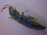  ( - BFB_Col_FK_4691)  @12 [ ] CreativeCommons - Attribution Non-Commercial Share-Alike (2012) Zoologische Staatssammlung Muenchen SNSB, Zoologische Staatssammlung Muenchen