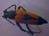  ( - BFB_Col_FK_4695)  @12 [ ] CreativeCommons - Attribution Non-Commercial Share-Alike (2012) Zoologische Staatssammlung Muenchen SNSB, Zoologische Staatssammlung Muenchen