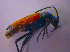  ( - BFB_Col_FK_4696)  @12 [ ] CreativeCommons - Attribution Non-Commercial Share-Alike (2012) Zoologische Staatssammlung Muenchen SNSB, Zoologische Staatssammlung Muenchen