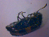  ( - BFB_Col_FK_4706)  @12 [ ] CreativeCommons - Attribution Non-Commercial Share-Alike (2012) Zoologische Staatssammlung Muenchen SNSB, Zoologische Staatssammlung Muenchen