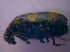  ( - BFB_Col_FK_4707)  @12 [ ] CreativeCommons - Attribution Non-Commercial Share-Alike (2012) Zoologische Staatssammlung Muenchen SNSB, Zoologische Staatssammlung Muenchen