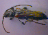  ( - BFB_Col_FK_4713)  @11 [ ] CreativeCommons - Attribution Non-Commercial Share-Alike (2012) Zoologische Staatssammlung Muenchen SNSB, Zoologische Staatssammlung Muenchen