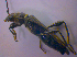  ( - BFB_Col_FK_4714)  @11 [ ] CreativeCommons - Attribution Non-Commercial Share-Alike (2012) Zoologische Staatssammlung Muenchen SNSB, Zoologische Staatssammlung Muenchen