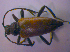  ( - BFB_Col_FK_4715)  @12 [ ] CreativeCommons - Attribution Non-Commercial Share-Alike (2012) Zoologische Staatssammlung Muenchen SNSB, Zoologische Staatssammlung Muenchen