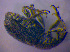  ( - BFB_Col_FK_4865)  @11 [ ] CreativeCommons - Attribution Non-Commercial Share-Alike (2012) Zoologische Staatssammlung Muenchen SNSB, Zoologische Staatssammlung Muenchen