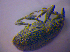  ( - BFB_Col_FK_4866)  @11 [ ] CreativeCommons - Attribution Non-Commercial Share-Alike (2012) Zoologische Staatssammlung Muenchen SNSB, Zoologische Staatssammlung Muenchen