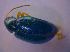  (Psylliodes napi - BFB_Col_FK_4873)  @13 [ ] CreativeCommons - Attribution Non-Commercial Share-Alike (2012) Zoologische Staatssammlung Muenchen SNSB, Zoologische Staatssammlung Muenchen