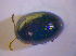  ( - BFB_Col_FK_4919)  @13 [ ] CreativeCommons - Attribution Non-Commercial Share-Alike (2012) Zoologische Staatssammlung Muenchen SNSB, Zoologische Staatssammlung Muenchen
