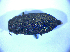  ( - BFB_Col_FK_4953)  @12 [ ] CreativeCommons - Attribution Non-Commercial Share-Alike (2012) Zoologische Staatssammlung Muenchen SNSB, Zoologische Staatssammlung Muenchen