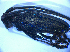  (Monochamus sartor - BFB_Col_FK_4955)  @13 [ ] CreativeCommons - Attribution Non-Commercial Share-Alike (2012) Zoologische Staatssammlung Muenchen SNSB, Zoologische Staatssammlung Muenchen