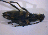  ( - BFB_Col_FK_4990)  @12 [ ] CreativeCommons - Attribution Non-Commercial Share-Alike (2012) Zoologische Staatssammlung Muenchen SNSB, Zoologische Staatssammlung Muenchen