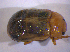  ( - BFB_Col_FK_4992)  @11 [ ] CreativeCommons - Attribution Non-Commercial Share-Alike (2012) Zoologische Staatssammlung Muenchen SNSB, Zoologische Staatssammlung Muenchen