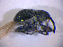  ( - BFB_Col_FK_4993)  @11 [ ] CreativeCommons - Attribution Non-Commercial Share-Alike (2012) Zoologische Staatssammlung Muenchen SNSB, Zoologische Staatssammlung Muenchen