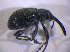  ( - BFB_Col_FK_4996)  @11 [ ] CreativeCommons - Attribution Non-Commercial Share-Alike (2012) Zoologische Staatssammlung Muenchen SNSB, Zoologische Staatssammlung Muenchen