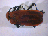  ( - BFB_Col_FK_5108)  @12 [ ] CreativeCommons - Attribution Non-Commercial Share-Alike (2010) Zoologische Staatssammlung Muenchen SNSB, Zoologische Staatssammlung Muenchen