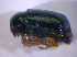  ( - BFB_Col_FK_5114)  @13 [ ] CreativeCommons - Attribution Non-Commercial Share-Alike (2010) Zoologische Staatssammlung Muenchen SNSB, Zoologische Staatssammlung Muenchen