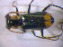  ( - BFB_Col_FK_5129)  @13 [ ] CreativeCommons - Attribution Non-Commercial Share-Alike (2010) Zoologische Staatssammlung Muenchen SNSB, Zoologische Staatssammlung Muenchen
