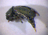  (Charopus - BFB_Col_FK_5130)  @13 [ ] CreativeCommons - Attribution Non-Commercial Share-Alike (2010) Zoologische Staatssammlung Muenchen SNSB, Zoologische Staatssammlung Muenchen