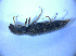  ( - BFB_Col_FK_5137)  @12 [ ] CreativeCommons - Attribution Non-Commercial Share-Alike (2012) Zoologische Staatssammlung Muenchen SNSB, Zoologische Staatssammlung Muenchen