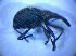  ( - BFB_Col_FK_5153)  @11 [ ] CreativeCommons - Attribution Non-Commercial Share-Alike (2012) Zoologische Staatssammlung Muenchen SNSB, Zoologische Staatssammlung Muenchen
