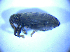  ( - BFB_Col_FK_5161)  @12 [ ] CreativeCommons - Attribution Non-Commercial Share-Alike (2012) Zoologische Staatssammlung Muenchen SNSB, Zoologische Staatssammlung Muenchen