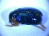  ( - BFB_Col_FK_5171)  @13 [ ] CreativeCommons - Attribution Non-Commercial Share-Alike (2012) Zoologische Staatssammlung Muenchen SNSB, Zoologische Staatssammlung Muenchen