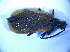  ( - BFB_Col_FK_5173)  @13 [ ] CreativeCommons - Attribution Non-Commercial Share-Alike (2012) Zoologische Staatssammlung Muenchen SNSB, Zoologische Staatssammlung Muenchen