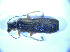  ( - BFB_Col_FK_5179)  @12 [ ] CreativeCommons - Attribution Non-Commercial Share-Alike (2012) Zoologische Staatssammlung Muenchen SNSB, Zoologische Staatssammlung Muenchen
