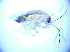  ( - BFB_Col_FK_5184)  @12 [ ] CreativeCommons - Attribution Non-Commercial Share-Alike (2012) Zoologische Staatssammlung Muenchen SNSB, Zoologische Staatssammlung Muenchen