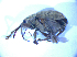  ( - BFB_Col_FK_5210)  @12 [ ] CreativeCommons - Attribution Non-Commercial Share-Alike (2012) Zoologische Staatssammlung Muenchen SNSB, Zoologische Staatssammlung Muenchen