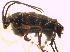  (Leptura aurulenta - BFB_Col_FK_5455)  @12 [ ] CreativeCommons - Attribution Non-Commercial Share-Alike (2012) Zoologische Staatssammlung Muenchen SNSB, Zoologische Staatssammlung Muenchen
