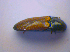  ( - BFB_Col_FK_4184)  @12 [ ] CreativeCommons - Attribution Non-Commercial Share-Alike (2010) Zoologische Staatssammlung Muenchen SNSB, Zoologische Staatssammlung Muenchen