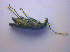  ( - BFB_Col_FK_4206)  @13 [ ] CreativeCommons - Attribution Non-Commercial Share-Alike (2010) Zoologische Staatssammlung Muenchen SNSB, Zoologische Staatssammlung Muenchen