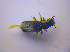  ( - BFB_Col_FK_4229)  @12 [ ] CreativeCommons - Attribution Non-Commercial Share-Alike (2010) Zoologische Staatssammlung Muenchen SNSB, Zoologische Staatssammlung Muenchen