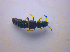  ( - BFB_Col_FK_4259)  @11 [ ] CreativeCommons - Attribution Non-Commercial Share-Alike (2010) Zoologische Staatssammlung Muenchen SNSB, Zoologische Staatssammlung Muenchen