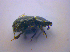  ( - BFB_Col_FK_4269)  @12 [ ] CreativeCommons - Attribution Non-Commercial Share-Alike (2010) Zoologische Staatssammlung Muenchen SNSB, Zoologische Staatssammlung Muenchen