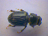  ( - BFB_Col_FK_4274)  @13 [ ] CreativeCommons - Attribution Non-Commercial Share-Alike (2010) Zoologische Staatssammlung Muenchen SNSB, Zoologische Staatssammlung Muenchen