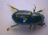  ( - BFB_Col_FK_4275)  @13 [ ] CreativeCommons - Attribution Non-Commercial Share-Alike (2010) Zoologische Staatssammlung Muenchen SNSB, Zoologische Staatssammlung Muenchen