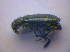  ( - BFB_Col_FK_4086)  @13 [ ] CreativeCommons - Attribution Non-Commercial Share-Alike (2012) Zoologische Staatssammlung Muenchen SNSB, Zoologische Staatssammlung Muenchen