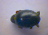  ( - BFB_Col_FK_4097)  @11 [ ] CreativeCommons - Attribution Non-Commercial Share-Alike (2012) Zoologische Staatssammlung Muenchen SNSB, Zoologische Staatssammlung Muenchen